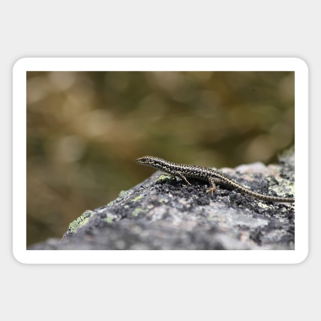 Baby Grand Skink Sticker by TerraDumont